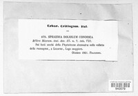 Leptosphaeria doliolum image